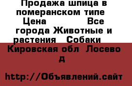 Продажа шпица в померанском типе › Цена ­ 20 000 - Все города Животные и растения » Собаки   . Кировская обл.,Лосево д.